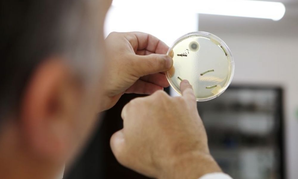 Innovador bioinsecticida a base de hongos