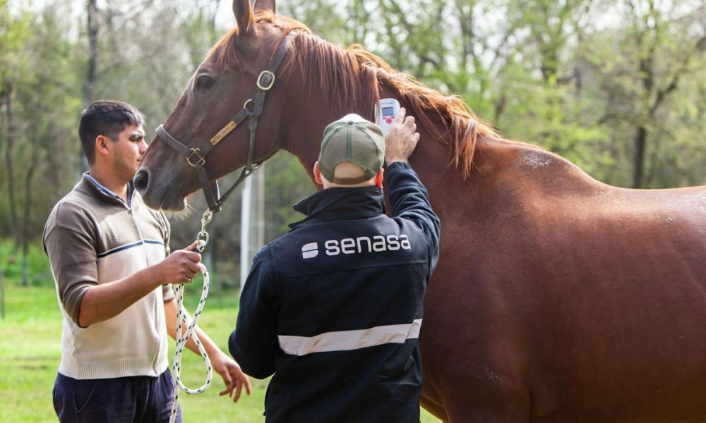 6 muertes por encefalitis equina en la provincia