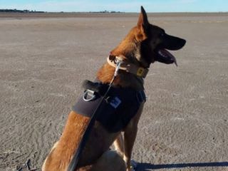 Tokio, la heroína de cuatro patas que dio respuestas en medio del dolor