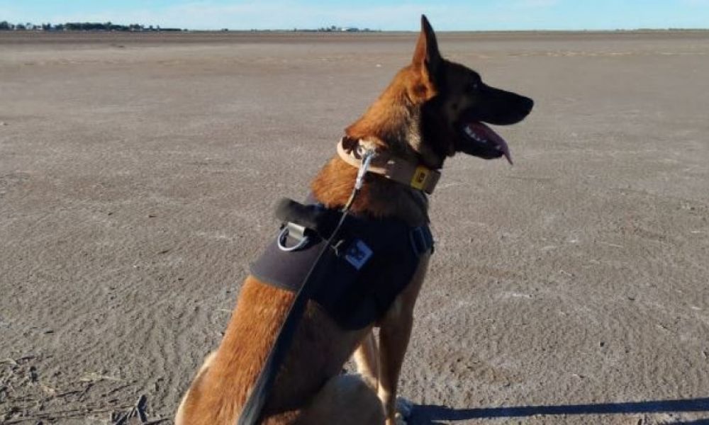 Tokio, la heroína de cuatro patas