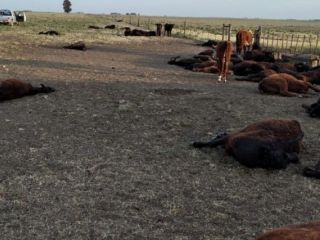 Pan: Por falta de agua murieron ms de 150 vaquillonas en un campo