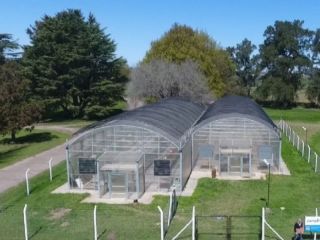 Pergamino: una pyme comenz a cultivar legalmente cannabis junto al INTA