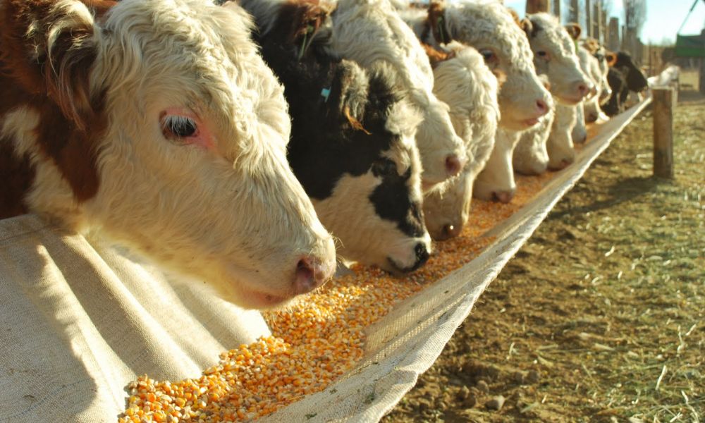 No más RUCA para comprar granos para consumo propio