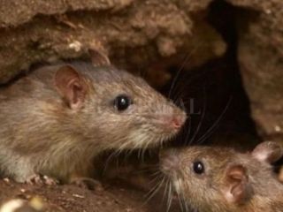 San Nicols confirma nuevo caso de Fiebre Hemorrgica Argentina