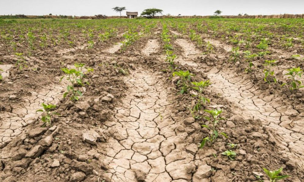 Productores afectados por la sequía en Pergamino