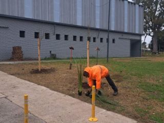 13 nuevos rboles embellecen el Parque San Martn y se suma a la gran campaa de forestacin