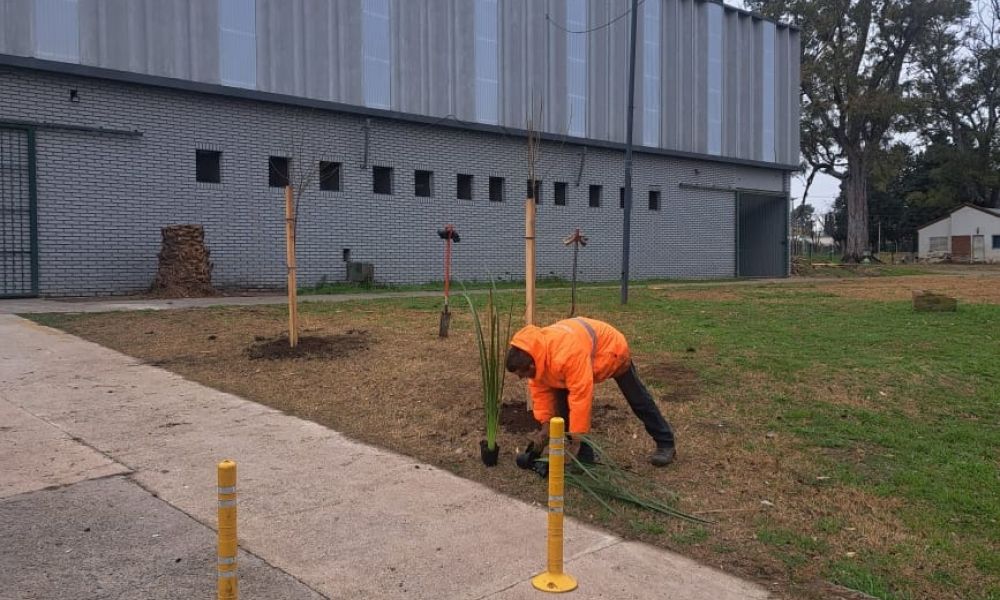 13 nuevos árboles embellecen el Parque San Martín