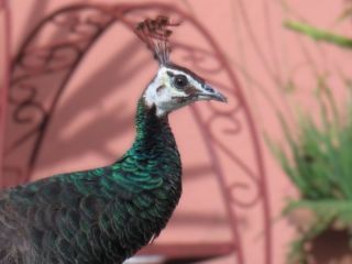 Una pava real sorprendió a vecinos de Colón y despertó curiosidad en la región