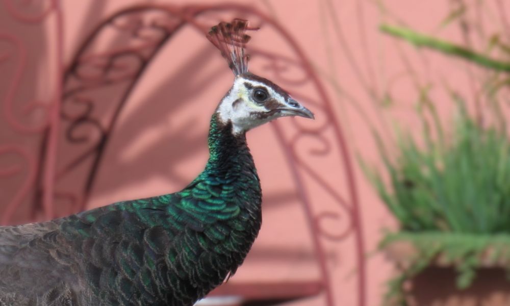 Una pava real sorprendió a vecinos de Colón