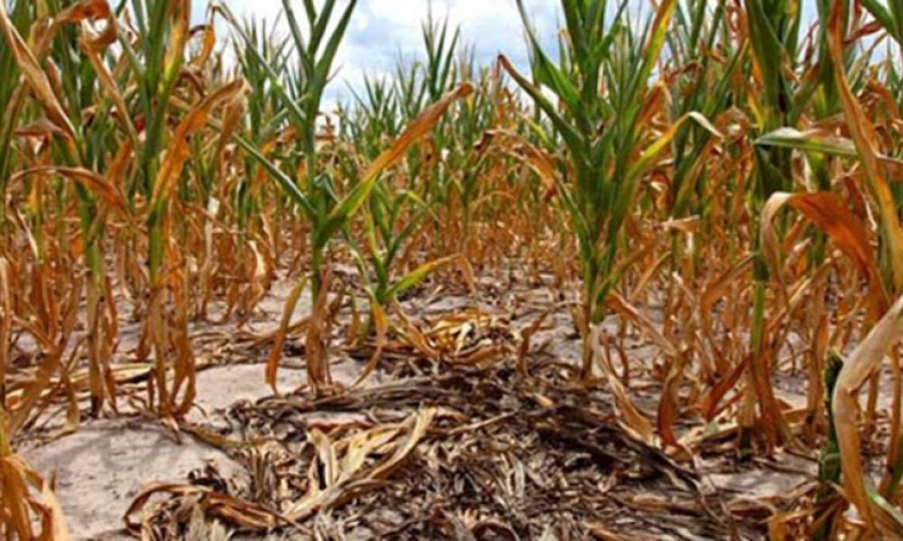 Pérdidas irrecuperables por sequía en el campo