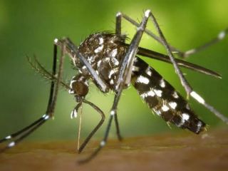 Pergamino: Existen 77 casos de chikungunya