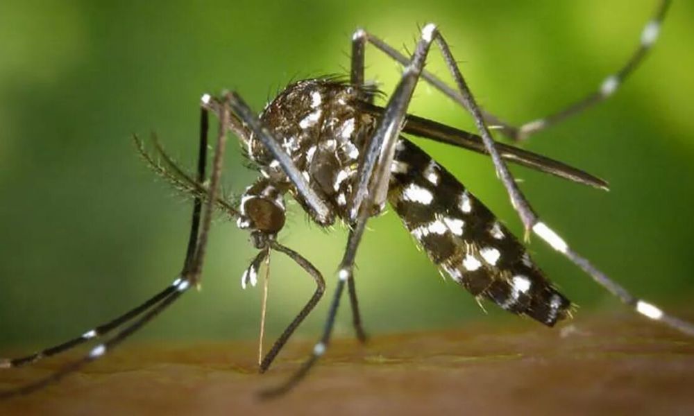 Existen 77 casos de chikungunya en Pergamino