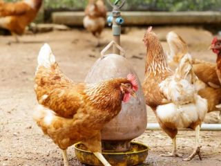 Argentina vuelve a ser libre de gripe aviar: Clave para exportaciones y sanidad animal