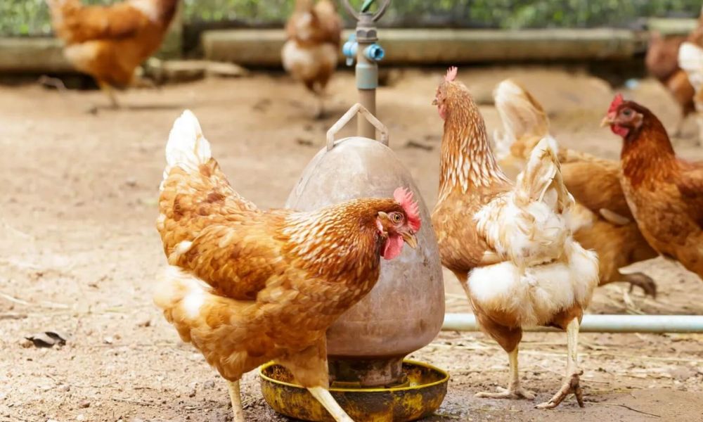 Argentina vuelve a ser libre de gripe aviar