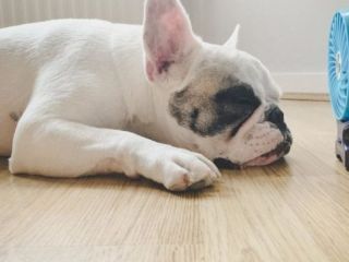 Golpes de calor en animales: cules son las medidas de prevencin para evitarlos