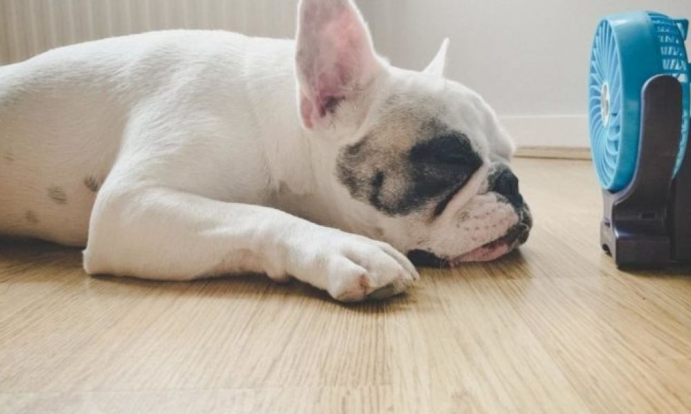 Golpes de calor en animales