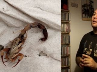 Un susto de madrugada: Toto Borderi fue picado por un alacrn dentro de su pantaln