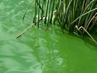 Cianobacterias: Alerta naranja en Colón y Junín y otros 15 municipios bonaerenses