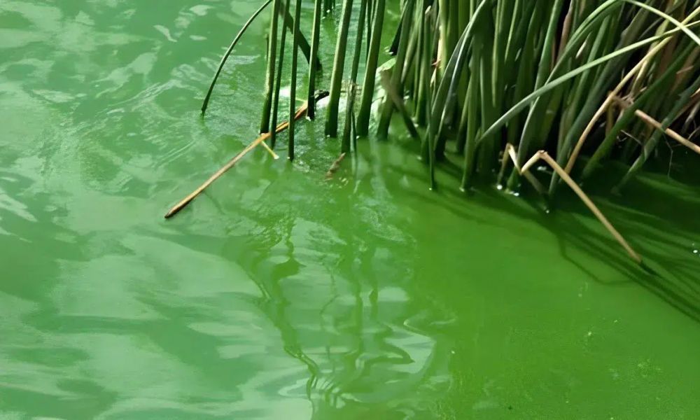 Cianobacterias: Alerta naranja en Colón y Junín