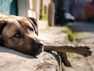 El sueo de la cucha propia: Nueva oportunidad de adopcin para perros en situacin de calle