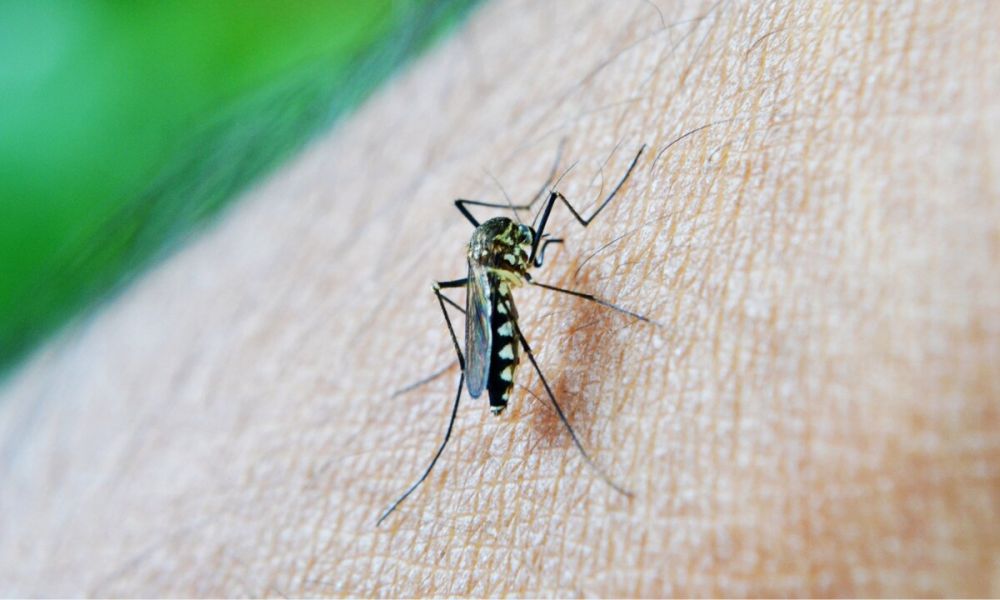 Aumentan los casos de Dengue y se dispara la mortalidad