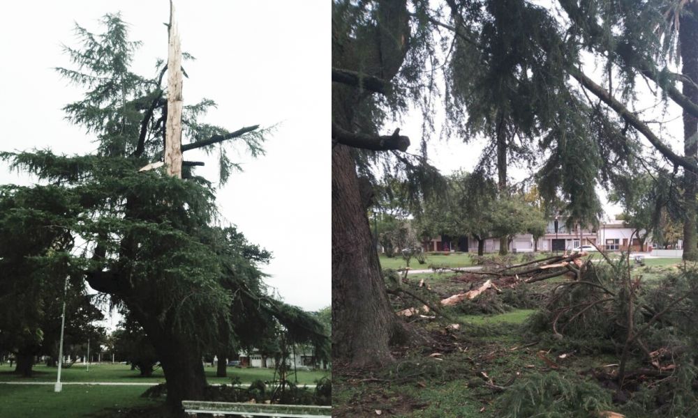 Un rayo destrozó un pino a solo 50 metros del Municipio