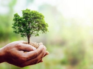 AFTER Da del rbol: Pergamino celebra la naturaleza con evento ecolgico