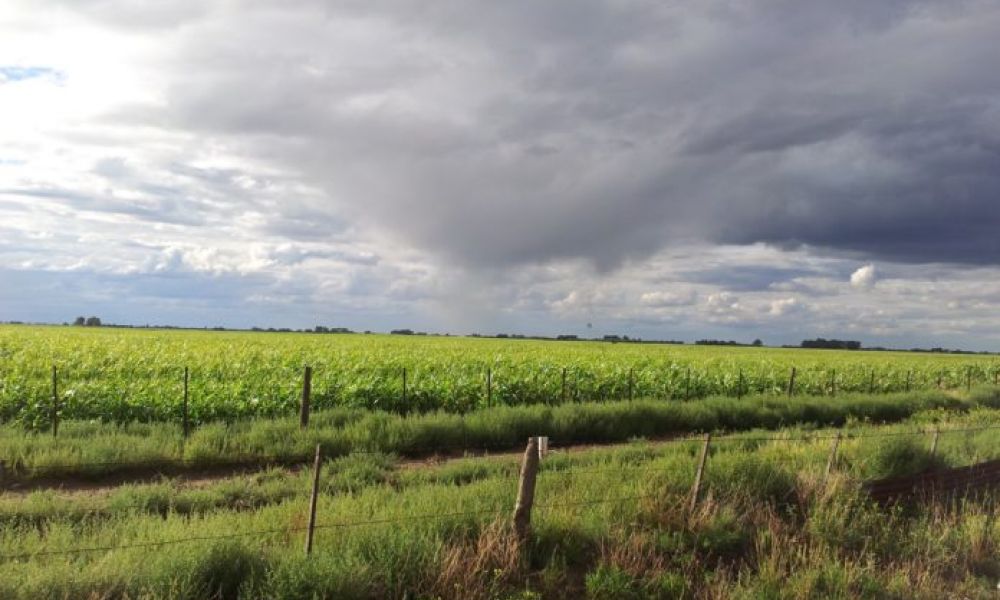 Las lluvias mejoraron las posibilidades de cosecha