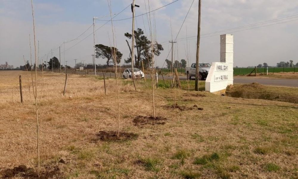 Nuevos ejemplares de árboles en Ocampo