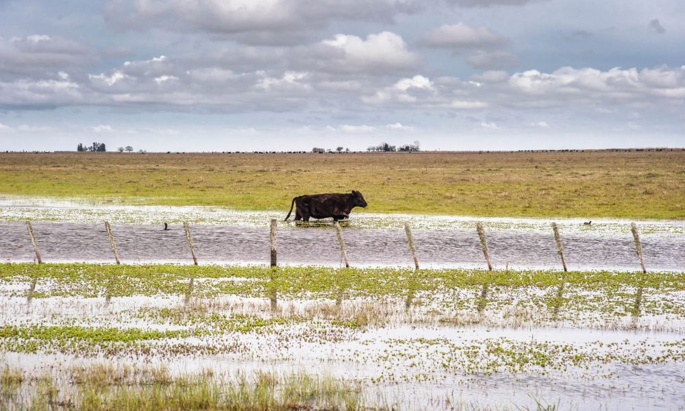 Casi 1,5 millones de hectáreas bajo agua
