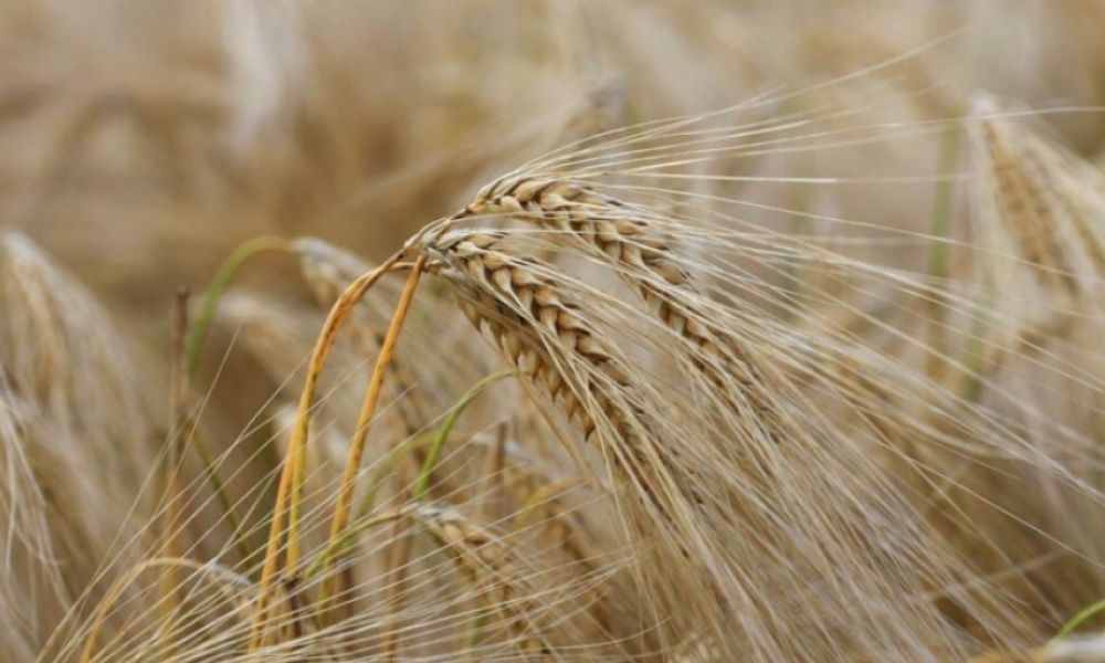 Prohíben el uso y liberación del trigo transgénico