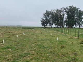Lanzan un proyecto de reforestacin que revitaliza los suelos en Pergamino