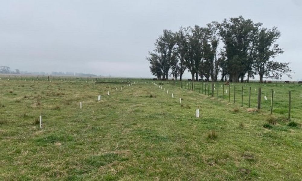 Lanzan un proyecto de reforestación