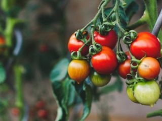 Se declara el alerta fitosanitaria en todo el territorio por el virus rugoso del tomate