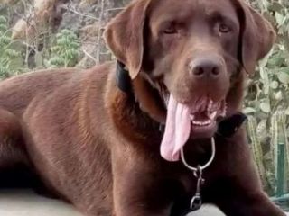 Fallece Nern, el perro rastreador que particip en la bsqueda del pequeo Loan