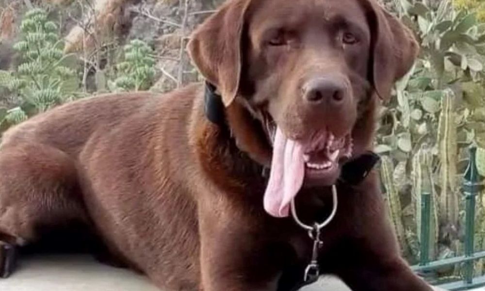 Fallece Nerón, el perro rastreador