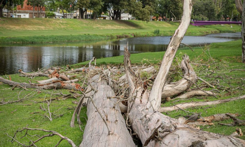 Remoción y reforestación en el paseo ribereño