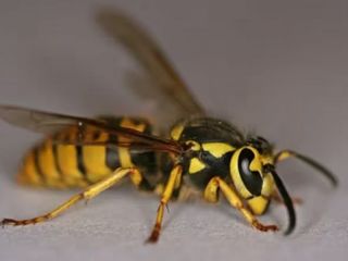 Murió un hombre tras ser atacado por avispas «chaqueta amarilla» en Neuquén