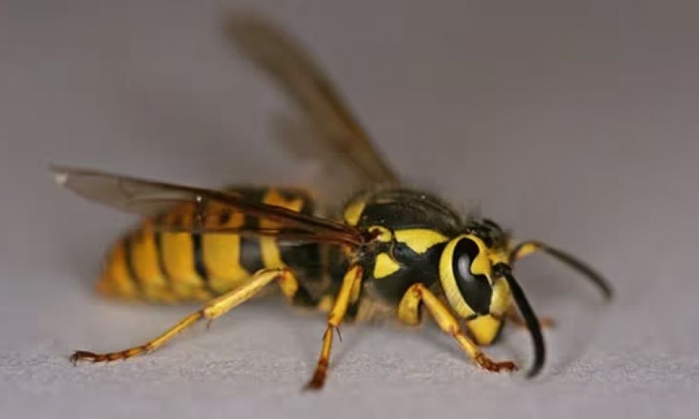 Murió un hombre tras ser atacado por avispas