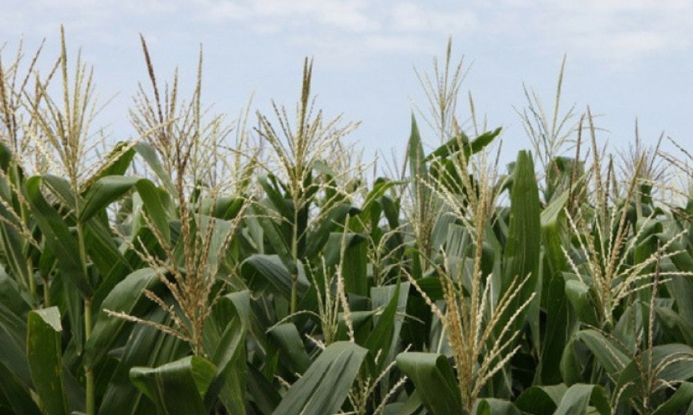 Objetaron la fusión de Syngenta y Nidera