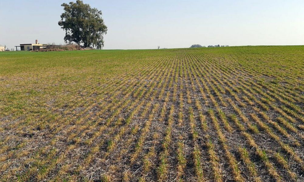 Junín, San Pedro y Baradero pedirán emergencia agropecuaria