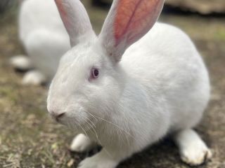 Argentina ya tiene un proyecto de ley para prohibir el testeo de cosméticos en animales