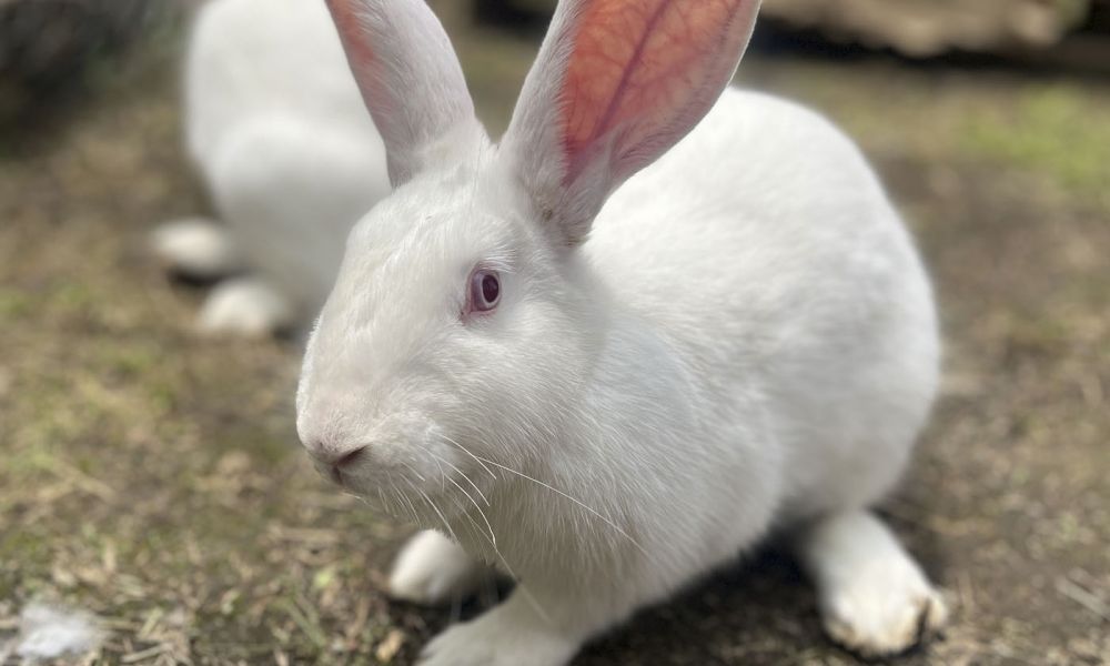 Testeo de cosméticos en animales