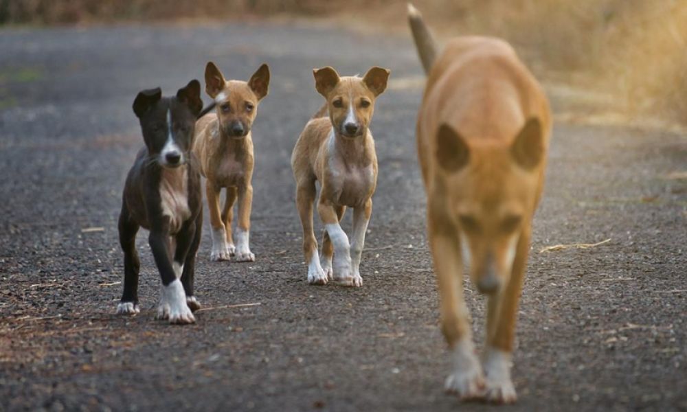 Primer empadronamiento de perros y gatos
