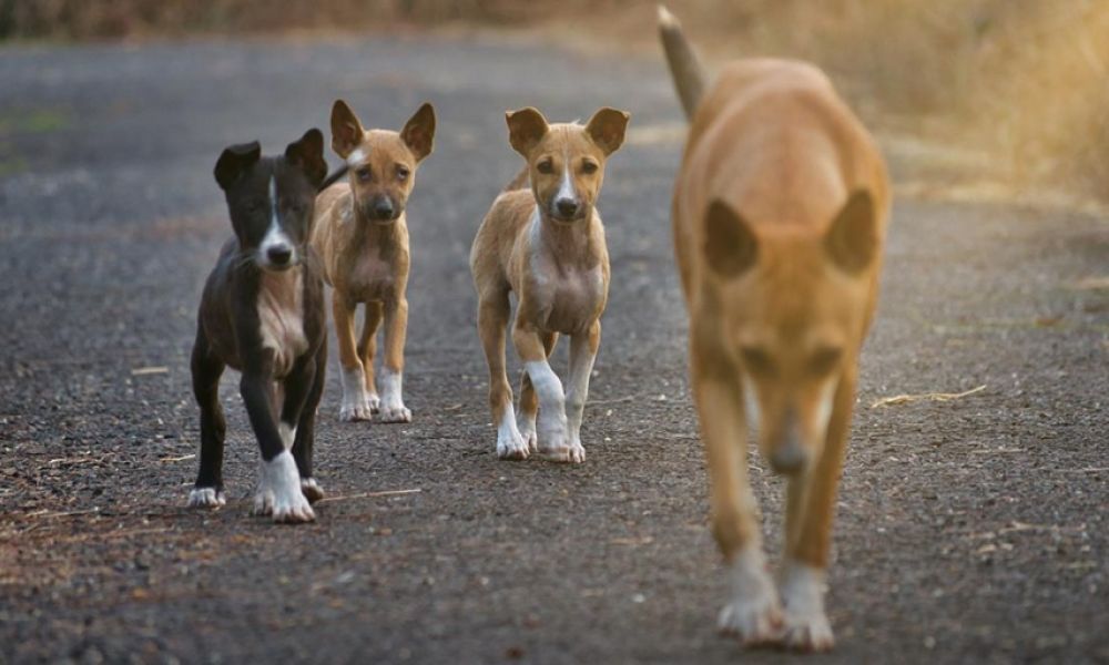 Primer empadronamiento de perros y gatos