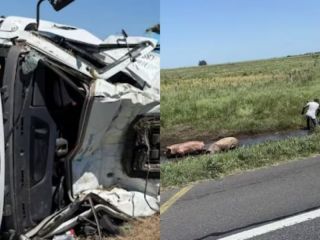 Caos en la Ruta 7: Volcó un camión con cerdos y vecinos saquearon la carga