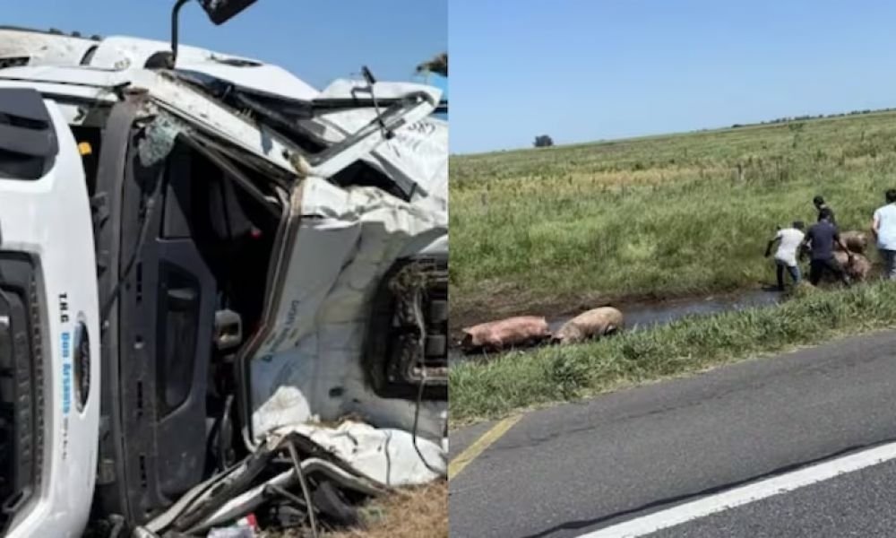Volcó un camión con cerdos y vecinos saquearon la carga