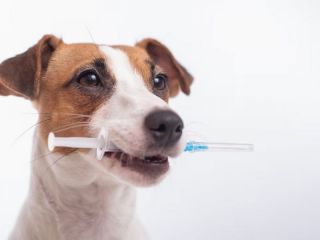 Vacunacin y castracin: Campaa gratuita de salud animal en Pergamino durante agosto
