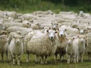 Alerta sanitaria en Argentina: Detectan «vaca loca» en ovinos y se pierde un status clave para exportaciones