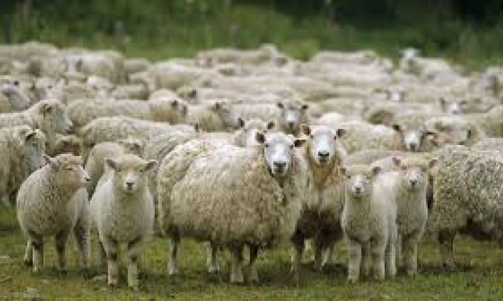 Detectan «vaca loca» en ovinos